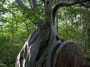 Mumbo Island Camp: Rock Fig Tree Mumbo Island Camp: Rock Fig Tree