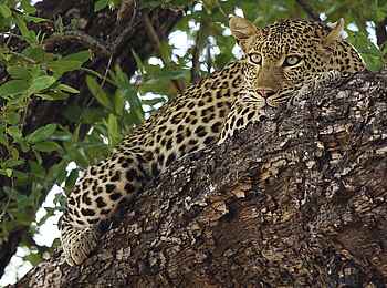 Konkamoya Lodge: Ruhender Leopard Konkamoya Lodge: Ruhender Leopard