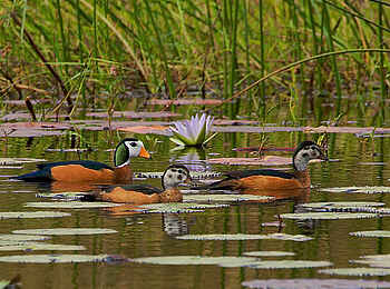Konkamoya Lodge: African Pygmy-Goose - Nettapus auritus Konkamoya Lodge: African Pygmy-Goose - Nettapus auritus