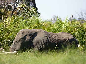 Kala Camp: Elefant im Delta Kala Camp: Elefant im Delta