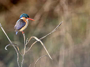 Konkamoya Lodge: Malachite Kingfisher Konkamoya Lodge: Malachite Kingfisher