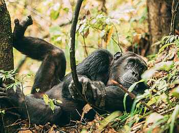 Greystoke Mahale Lodge: Schimpanse Greystoke Mahale Lodge: Schimpanse