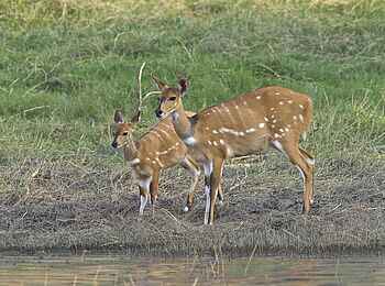 Konkamoya Lodge: Buschböcke Konkamoya Lodge: Buschböcke