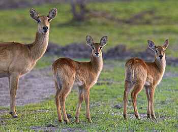 Konkamoya Lodge: Puku-Gruppe Konkamoya Lodge: Puku-Gruppe