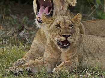 Konkamoya Lodge: Gefährliches Gebiss Konkamoya Lodge: Gefährliches Gebiss