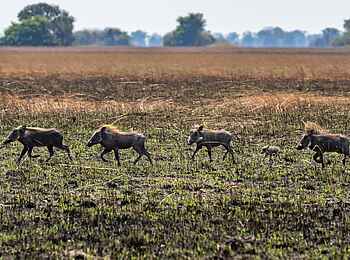 Chisa Busanga Camp: Warzenschweinfamilie Chisa Busanga Camp: Warzenschweinfamilie