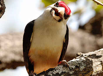Konkamoya Lodge: Black-Backed Barbet - Lybius minor Konkamoya Lodge: Black-Backed Barbet - Lybius minor
