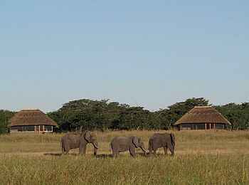 Camp Hwange: Drei Elefanten vor dem Camp Camp Hwange: Drei Elefanten vor dem Camp