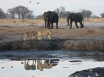 Camp Hwange: Treffpunkt Wasserloch Camp Hwange: Treffpunkt Wasserloch