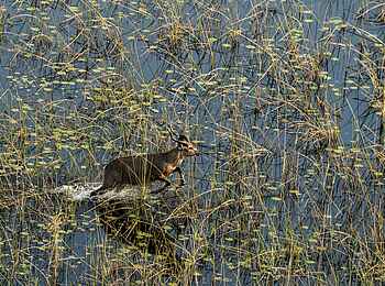 Sitatunga Private Island Camp: Antilope im Wasser Sitatunga Private Island Camp: Antilope im Wasser