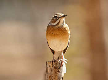 Konkamoya Lodge: Bearded Scrub Robin - Erythropygia quadriverg Konkamoya Lodge: Bearded Scrub Robin - Erythropygia quadriverg