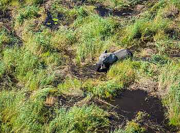 Sitatunga Private Island Camp: Elefant im Delta Sitatunga Private Island Camp: Elefant im Delta