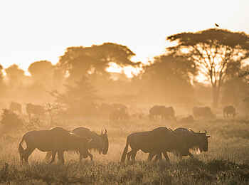 Legendary Nyasi Tented Camp: Gnus im Morgenlicht Legendary Nyasi Tented Camp: Gnus im Morgenlicht