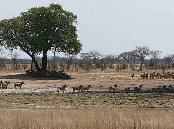 Camp Hwange: Zebras vom Camp aus gesehen Camp Hwange: Zebras vom Camp aus gesehen