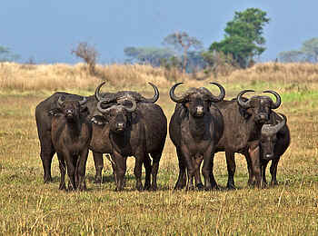 Konkamoya Lodge: Büffelgruppe Konkamoya Lodge: Büffelgruppe