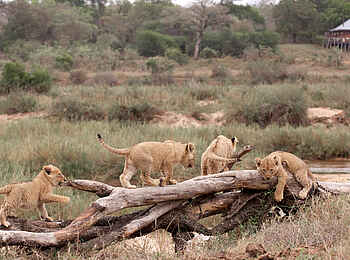 MalaMala Camp: Löwenjunge vor dem Camp MalaMala Camp: Löwenjunge vor dem Camp