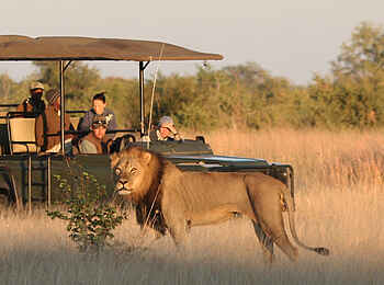 Camp Hwange: Löwenbegegnung Camp Hwange: Löwenbegegnung