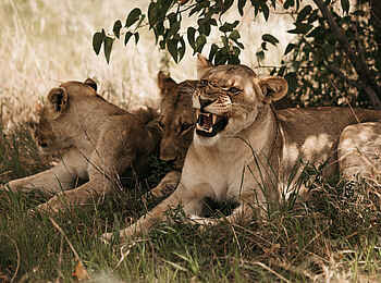 Etosha King Nehale: Ein Löwenrudel Etosha King Nehale: Ein Löwenrudel