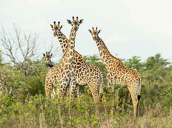 Roho ya Selous Camp: Giraffen Roho ya Selous Camp: Giraffen