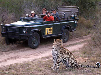 MalaMala Camp: Leopard beim Game Drive MalaMala Camp: Leopard beim Game Drive