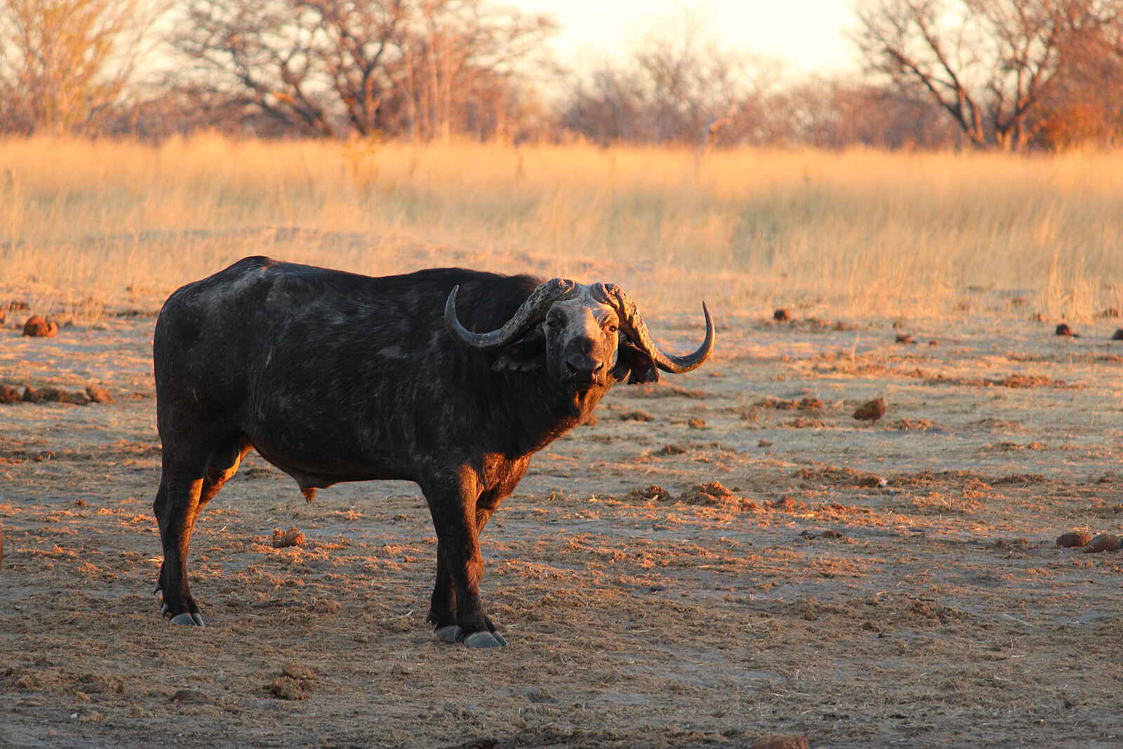 Camp Hwange: Afrikanischer Büffel Camp Hwange: Afrikanischer Büffel