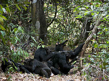 Greystoke Mahale: Schimpansen Greystoke Mahale: Schimpansen