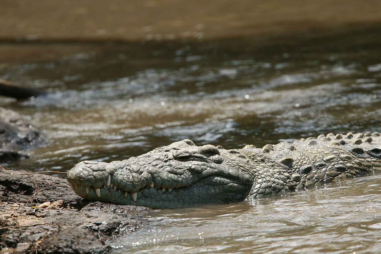 Legendary Nyasi Tented Camp: Krokodil Legendary Nyasi Tented Camp: Krokodil