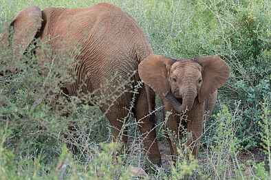 Madikwe Safari Lodge Dithaba: Ein neugieriger Jungelefant