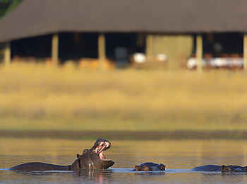 Camp Hwange: Nilpferde im Wasserloch Camp Hwange: Nilpferde im Wasserloch