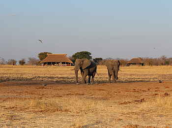 Camp Hwange: Elefanten vor dem Camp Camp Hwange: Elefanten vor dem Camp