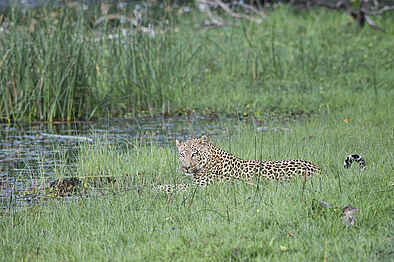 Duma Tau Camp: Leopard am Wasser