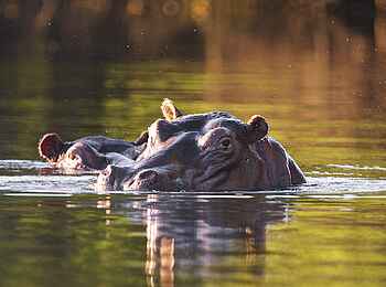 Konkamoya Lodge: Nilpferde Konkamoya Lodge: Nilpferde