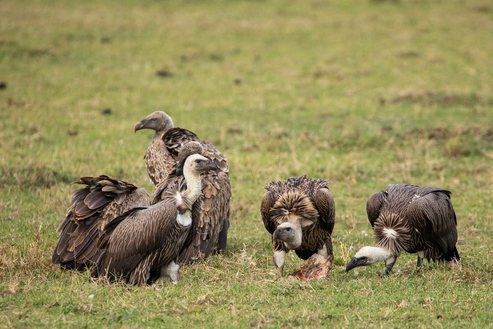 Mara Nyika Camp: Weißrückengeier Mara Nyika Camp: Weißrückengeier