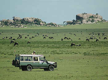 Lamai Serengeti: Pirschfahrt Lamai Serengeti: Pirschfahrt