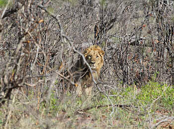 Chilo Gorge Safari Lodge: Löwe Chilo Gorge Safari Lodge: Löwe