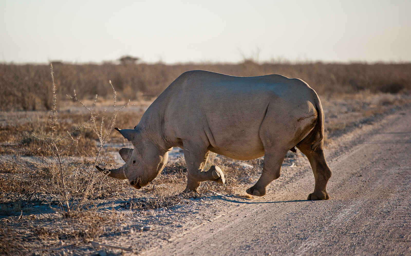 Etosha King Nehale: Spitzmaulnashorn Etosha King Nehale: Spitzmaulnashorn
