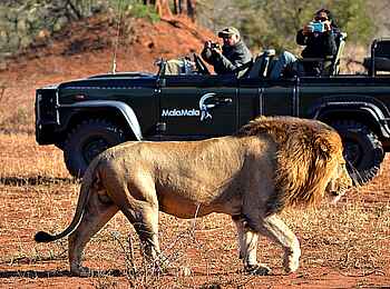 MalaMala Camp: Lässiger Löwe MalaMala Camp: Lässiger Löwe