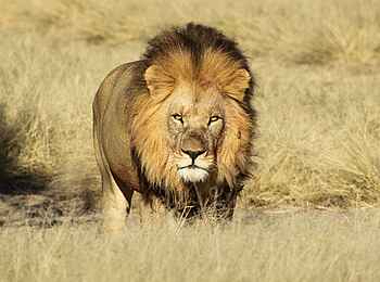 Dinaka Lodge: Kalahari-Löwe Dinaka Lodge: Kalahari-Löwe