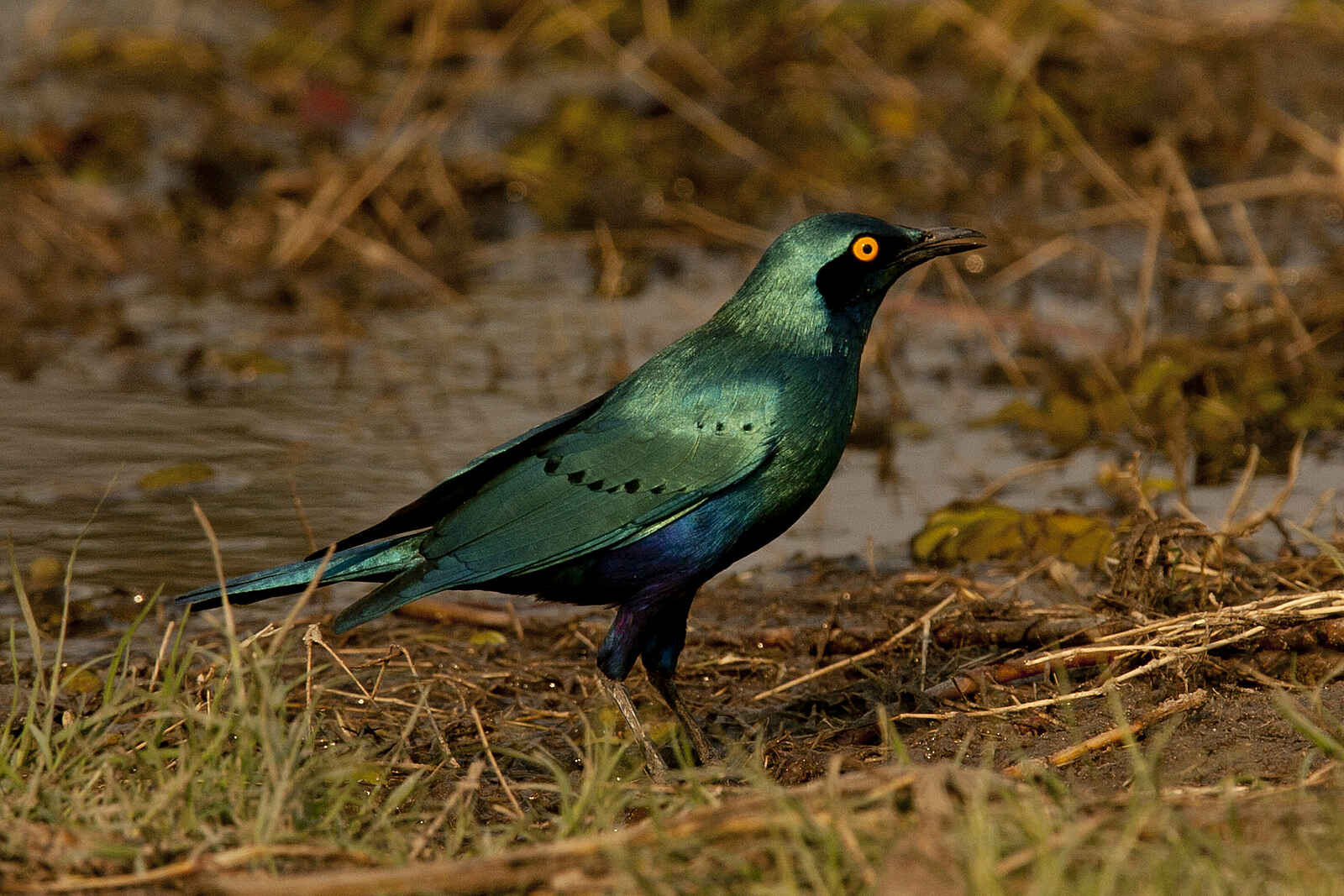 Miracle Rivers Komfort Safari: Ein Grünschwanz-Glanzstar Miracle Rivers Komfort Safari: Ein Grünschwanz-Glanzstar