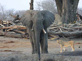 Camp Hwange: Elefant und Löwin Camp Hwange: Elefant und Löwin