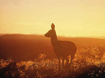 Canyon Lodge: Klippenspringer in der Nama-Karoo-Wüste Canyon Lodge: Klippenspringer in der Nama-Karoo-Wüste