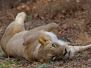 Konkamoya Lodge: Rückenlage Konkamoya Lodge: Rückenlage