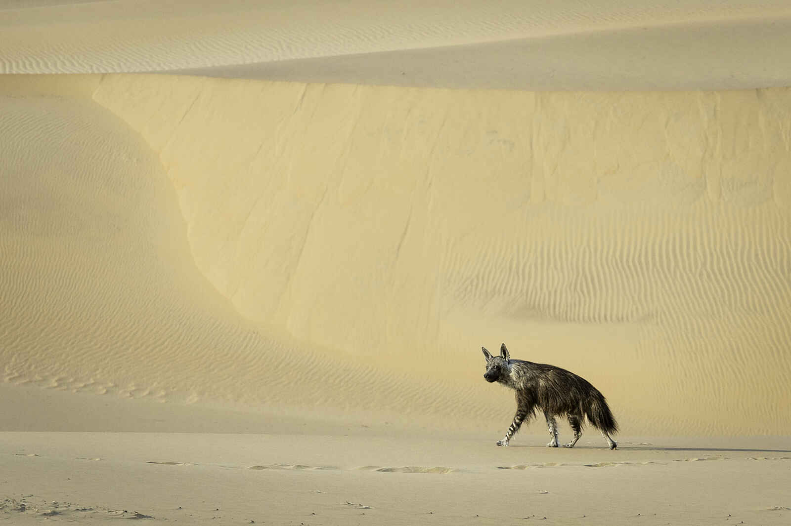 Serra Cafema: Braune Hyäne Serra Cafema: Braune Hyäne