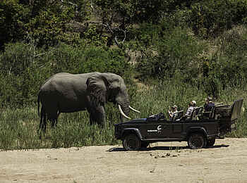 MalaMala Camp: Ein großer Elefant MalaMala Camp: Ein großer Elefant