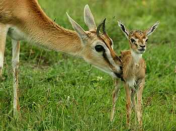 Legendary Nyasi Tented Camp: Thomson Gazelle mit Jungtier Legendary Nyasi Tented Camp: Thomson Gazelle mit Jungtier