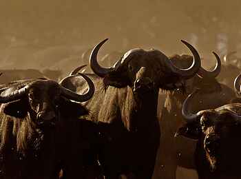 Konkamoya Lodge: Büffel Konkamoya Lodge: Büffel