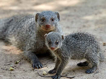 Konkamoya Lodge: Kleine Streifenmanguste Konkamoya Lodge: Kleine Streifenmanguste