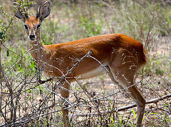 Chilo Gorge Safari Lodge: Kronenducker Chilo Gorge Safari Lodge: Kronenducker