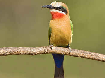 Chilo Gorge Safari Lodge: Weißstirnspint Chilo Gorge Safari Lodge: Weißstirnspint