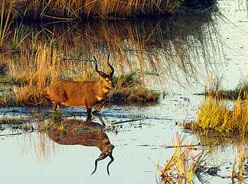 Sitatunga Private Island Camp: Sitatunga-Antilope Sitatunga Private Island Camp: Sitatunga-Antilope